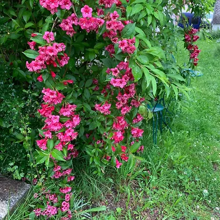 Accommodatie bij particulieren Historic Swiss In Rosalie *